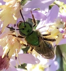 Agapostemon splendens