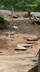 Icterus nigrogularis