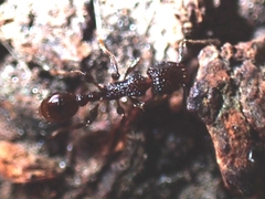 Tetramorium pacificum