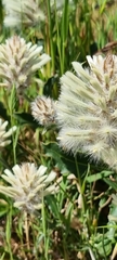 Ptilotus angustifolius