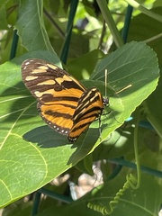 Eueides isabella eva