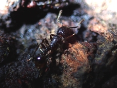 Tetramorium pacificum