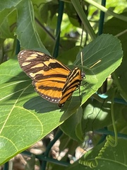 Eueides isabella eva