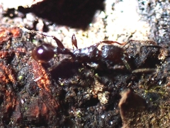 Tetramorium pacificum