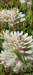 Ptilotus angustifolius
