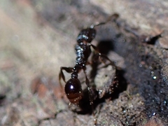 Tetramorium pacificum