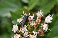 Cyphonotida rostrata