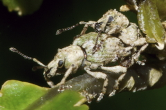 Brachyolus punctatus