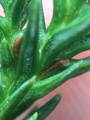 Lepidosaphes pallida