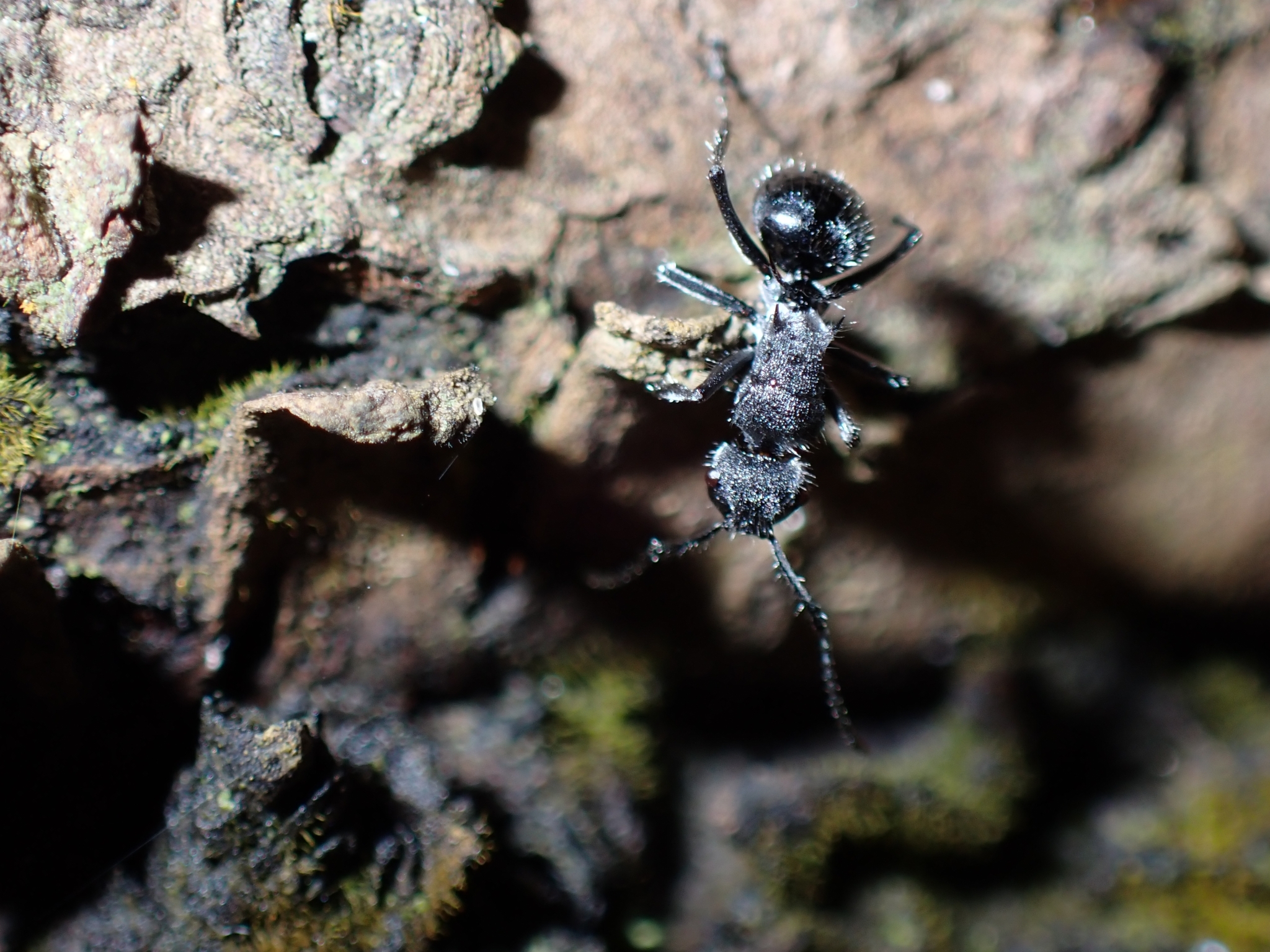 Polyrhachis aurea fiorii