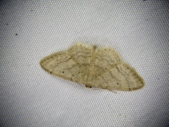 Idaea invalida