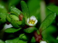 Crassula moschata