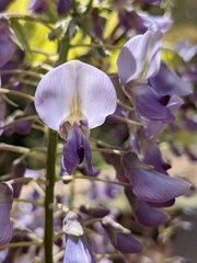 Wisteria