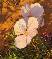 Oenothera pallida