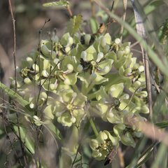 Asclepias asperula