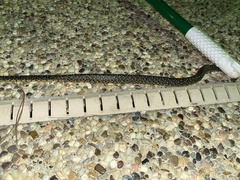 Lampropeltis holbrooki