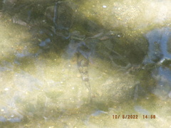 Hypentelium nigricans