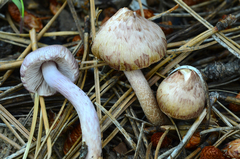 Inocybe pallidicremea