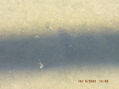 Hypentelium nigricans