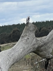Elanus axillaris