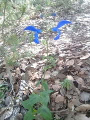 Salvia patens