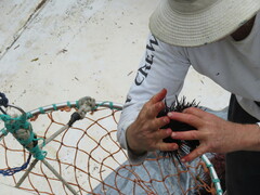 Mesocentrotus franciscanus