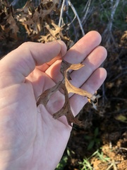 Quercus ellipsoidalis