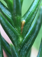 Lepidosaphes pallida