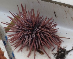 Mesocentrotus franciscanus