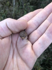 Quercus ellipsoidalis