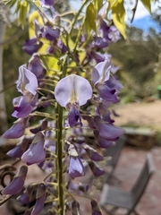 Wisteria