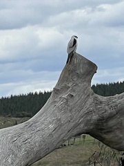 Elanus axillaris