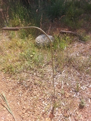 Xanthorrhoea gracilis