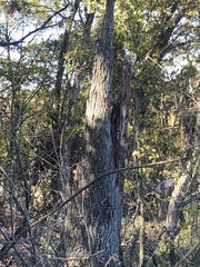 Quercus ellipsoidalis