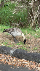 Branta sandvicensis