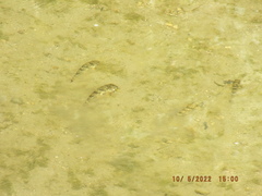 Hypentelium nigricans