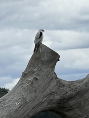 Elanus axillaris