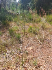 Xanthorrhoea gracilis