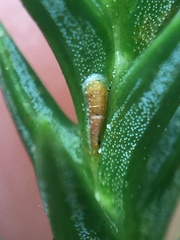 Lepidosaphes pallida