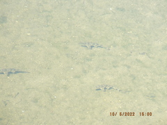 Hypentelium nigricans