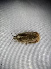 Phaecasiophora roseana