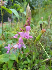 Desmodium incanum