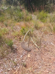 Xanthorrhoea gracilis