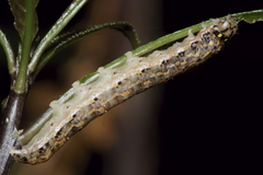 Austramathes purpurea