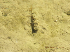 Hypentelium nigricans