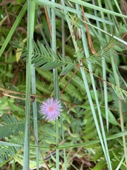 Mimosa pudica image