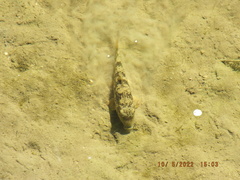 Hypentelium nigricans