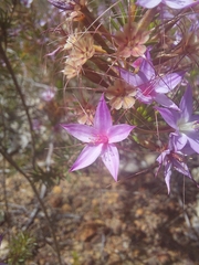 Calytrix