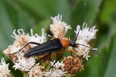 Cyphonotida rostrata