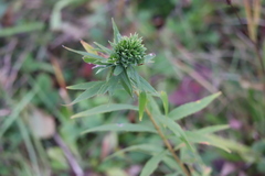 Procecidochares atra